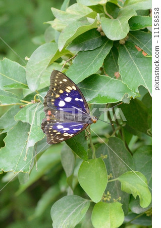 Charonda 11158858