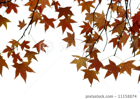 Momiji bakufu。 11158874