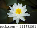 睡蓮 11158891