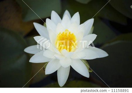 睡蓮 11158891