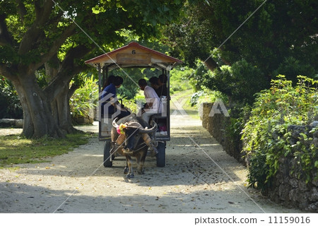 竹富島的水牛城汽車 11159016