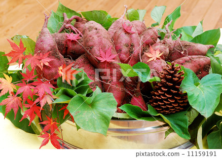 Sweet potato Sweet potato 11159191