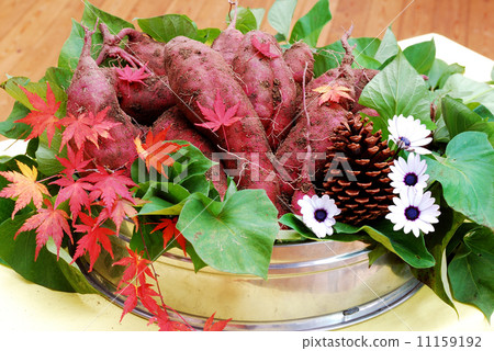 Sweet potato Sweet potato 11159192