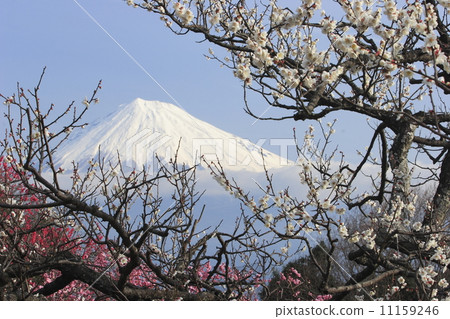 Red and white plum and Mt. Fuji at Iwamotoyama park in Fuji City Red and white plum and Mt. Fuji at Iwamotoyama park in Fuji City 11159246