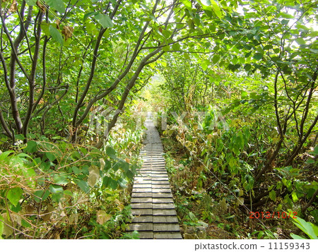 Deep green tunnel 11159343