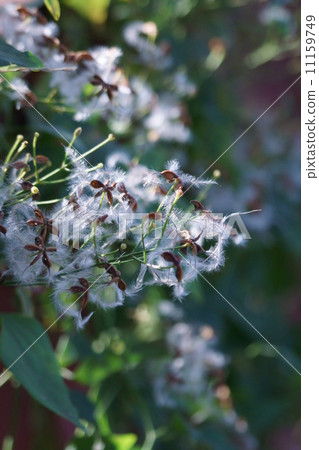 This is a beard of a hermit. This is a beard of a hermit. 11159749