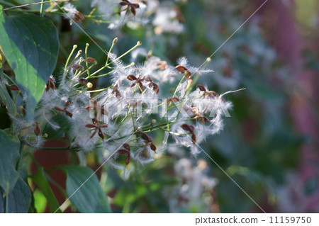 This is a beard of a hermit. This is a beard of a hermit. 11159750