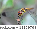 蜻蜓2 11159768