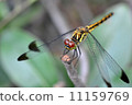 蜻蜓3 11159769