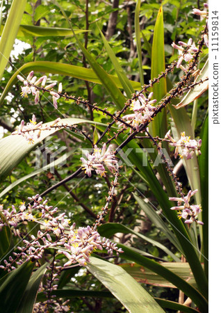 Flower of Dracaena 11159814