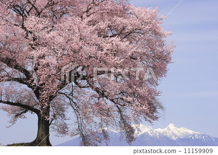 Sakura Yatsugatake and Sakura cherry blossom in Wakasaki city Wangjinzuka 11159909