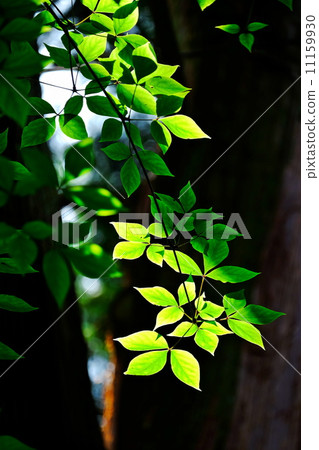 Fresh green 11159930