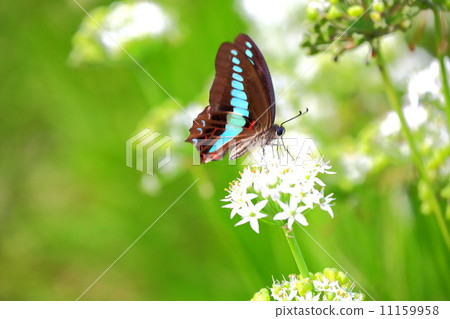 Aosujihaeha和Nila之花 11159958