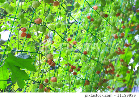 Fusensia和遮陽網 11159959