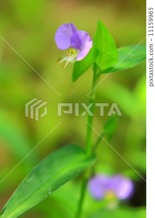 Two flowers of tuffled grasses 11159965