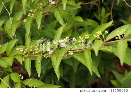 Murasakusibi花 Murasakusibi花 11159980