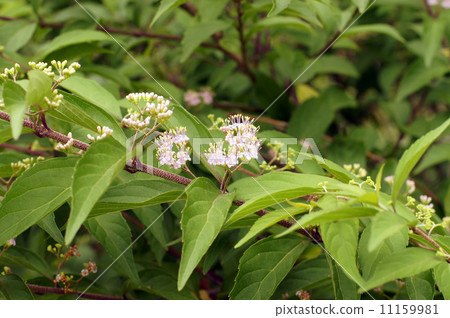 Murasakusibi花 Murasakusibi花 11159981