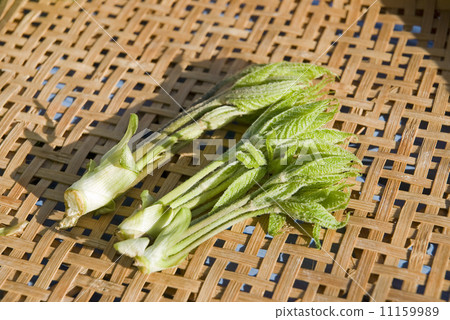 Kosi文胸 Kosi文胸 11159989