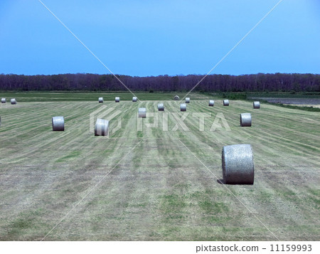 佐呂間湖附近的草叢（從巴士車窗望去）（北海道北見市） 11159993