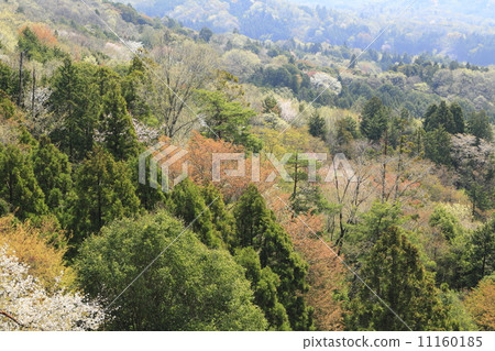 Spring of Sakuragawa 11160185