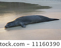 Hawaiian Monk Seal 3 11160390