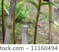 Dragonfly  11160494