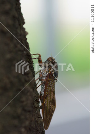 Oil cicada female laying eggs 11160811