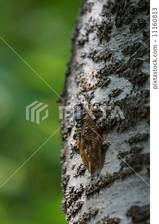 Oil cicada 11160813