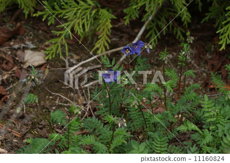 Rare Yamano no Hana flower · Pretty flower · Horizontal position of Hanashinobu designated as endangered 1A species 11160824