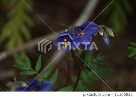 罕見的Yamano no Hana花·漂亮的花·Hanashinobu的水平位置被指定為瀕臨滅絕的1A種 11160825