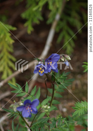 A rare flower of Yamano · Pretty flowers of Hana-shinobu designated as endangered 1A species · Vertical position 11160826
