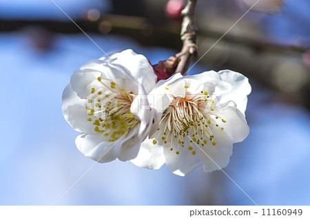 Cherry blossom, two flowers, Cherry blossom, two flowers, 11160949
