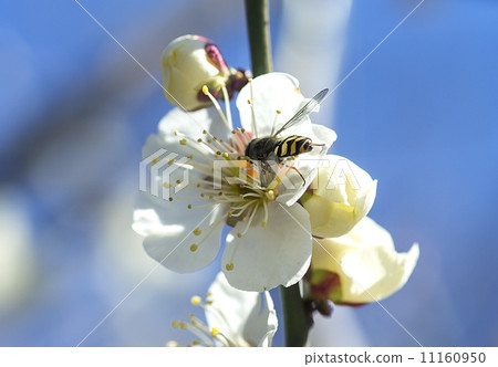 Cherry blossom, insect, Cherry blossom, insect, 11160950