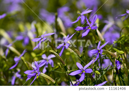 Isotma花 11161406