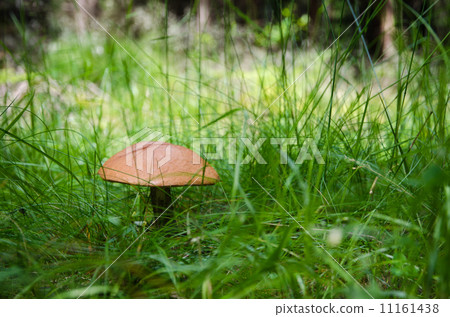 Birch bolete mushroom in lush green grass Birch bolete mushroom in lush green grass 11161438