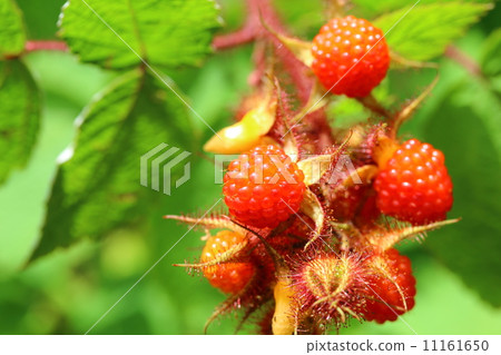 Egiga草莓 Egiga草莓 11161650