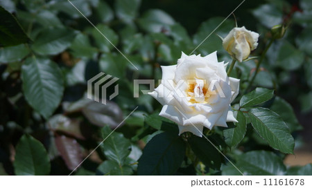 Lacy Lady Lacy Lady 11161678