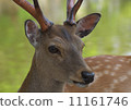 Deer portrait 11161746