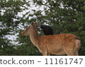 Deer and crow 11161747