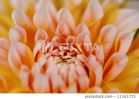 Dahlia 11161755