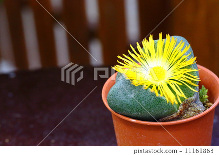 Feng egg (Horan) 11161863