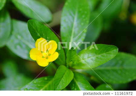 An endangered plant Mizukinbai (Endangered species II (VU)) 11161972