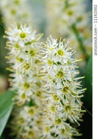 Seiyou Bakuchinoki 11162002