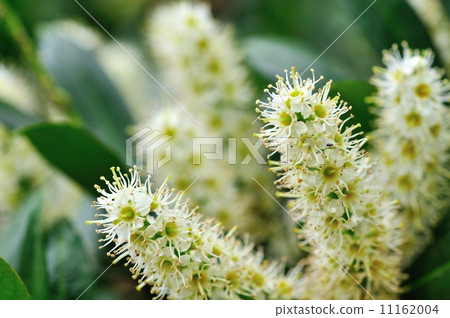 Seiyou Bakuchinoki 11162004