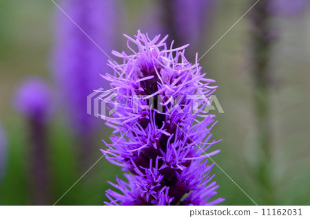 Flower of Reatris Flower of Reatris 11162031