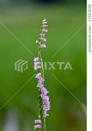 Tortuous Tortuous 11162036