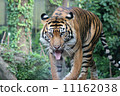 A tiger 11162038
