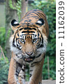 A tiger 11162039