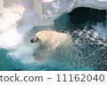 Polar bears 11162040