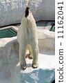 Polar bears 11162041